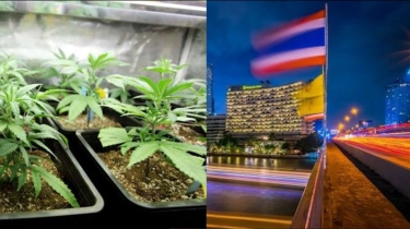 Thailand Putar Balik, Ganja Dilarang Lagi untuk Rekreasi 2025 Nanti