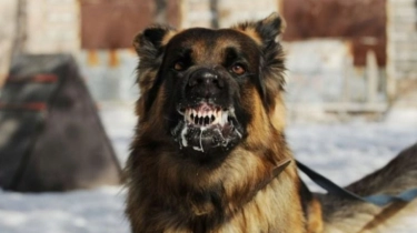 Anjing Tentara Serang Nenek di Gaza, Bukti Baru Kekejaman Israel?