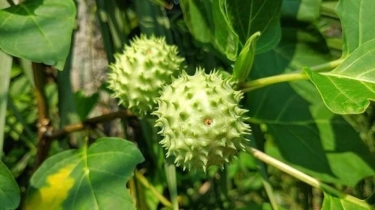 Mengenal Buah Kecubung Yang Membuat Dua Orang Meninggal Setelah Mengonsumsinya