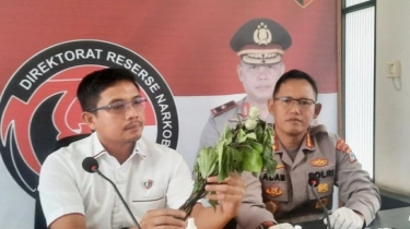 Diduga Bikin Puluhan Warga Kalsel Masuk RS Jiwa, Polisi Sebut Kecubung Berbahaya: Apalagi Dicampur Alkohol