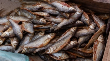 Koi Pla, Kudapan Tradisional Mematikan dari Mekong yang Renggut 20.000 Nyawa per Tahun