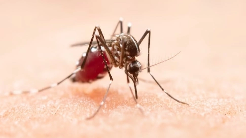 Mengenal Virus West Nile yang Menyerang Warga Israel, Belum Ada Obat dan Vaksinnya