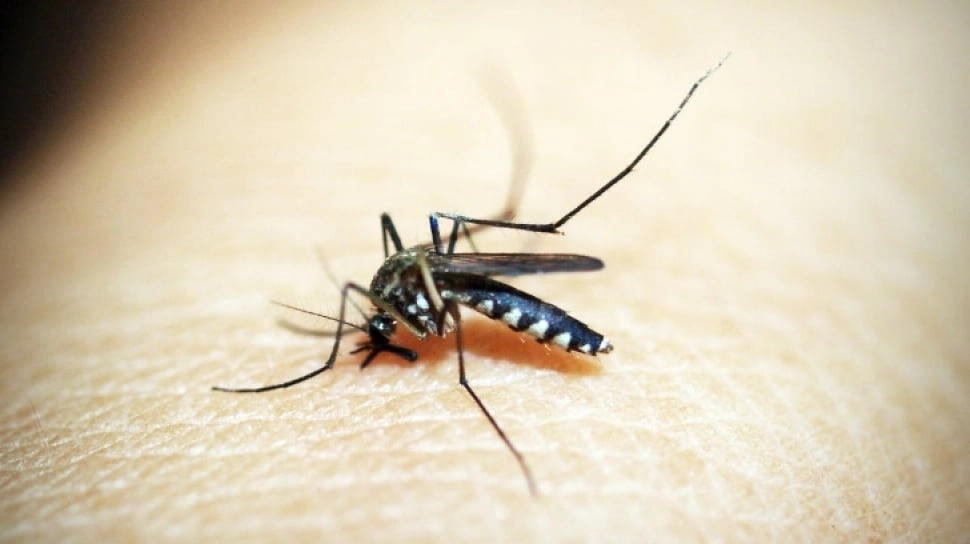 Apa Itu Virus Oropouche? Mirip DBD, Lebih dari 7.000 Orang Sudah Terinfeksi