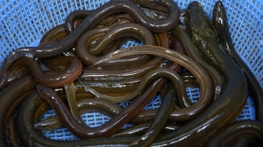 Belut Panggang Diduga Tewaskan 1 Orang, Ratusan Keracunan di Department Store Jepang