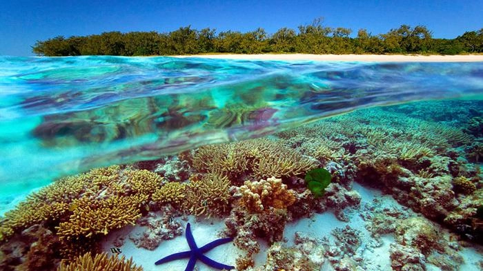 Great Barrier Reef Terancam oleh Suhu Laut Terpanas dalam 400 Tahun Terakhir