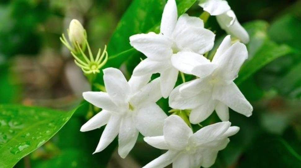 Rayakan Hari Kemerdekaan, Ini 3 Aroma Parfum Khas Nusantara yang Memikat
