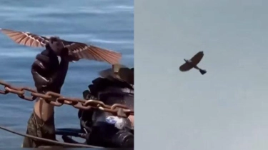 China Pamer Drone Canggih yang Dilengkapi Teknologi Pengintai, Tampilannya Mirip Burung Dara