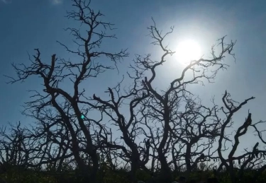 Kontributor atas Perubahan Iklim, Sektor Kesehatan Bertanggung Jawab 5 Persen dari Emisi Gas Rumah Kaca