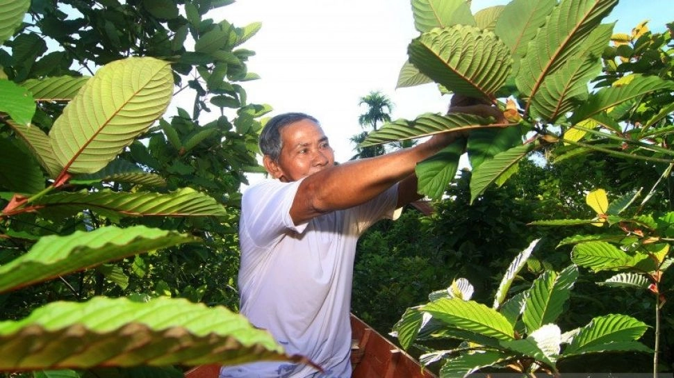 Ikuti Titah Jokowi, Aturan Ekspor Kratom Resmi Terbit
