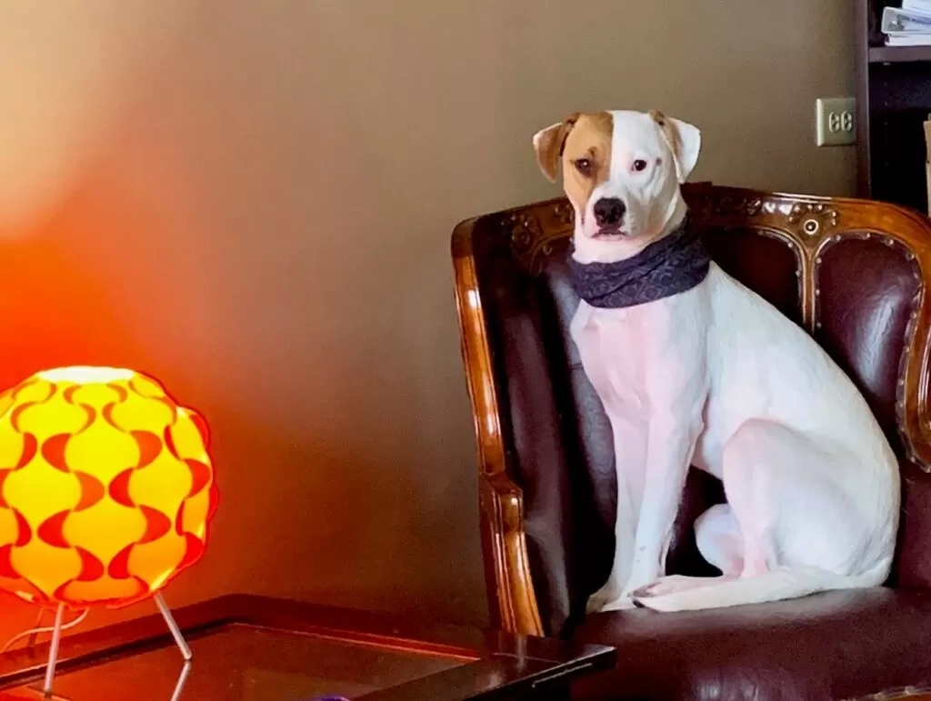 Memelihara Anabul Ternyata Punya Manfaat bagi Kesehatan Mental