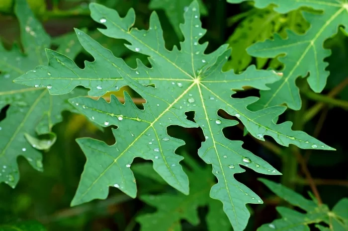 8 Manfaat Daun Pepaya Berdasarkan Penelitian, Mulai untuk Atasi Jerawat hingga Demam Berdarah
