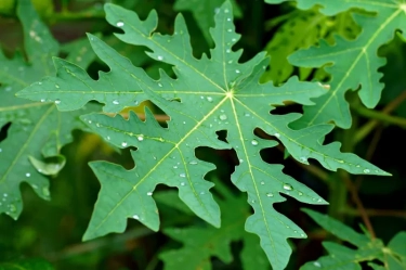 8 Manfaat Daun Pepaya Berdasarkan Penelitian, Mulai untuk Atasi Jerawat hingga Demam Berdarah