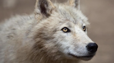 Seorang Wanita di India Diserang Serigala saat Tidur