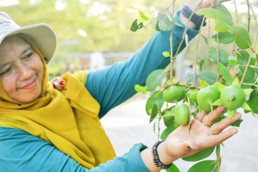 Manfaat Dahsyat Mangrove, Ternyata Bisa Menghambat Pembiakan Virus Korona