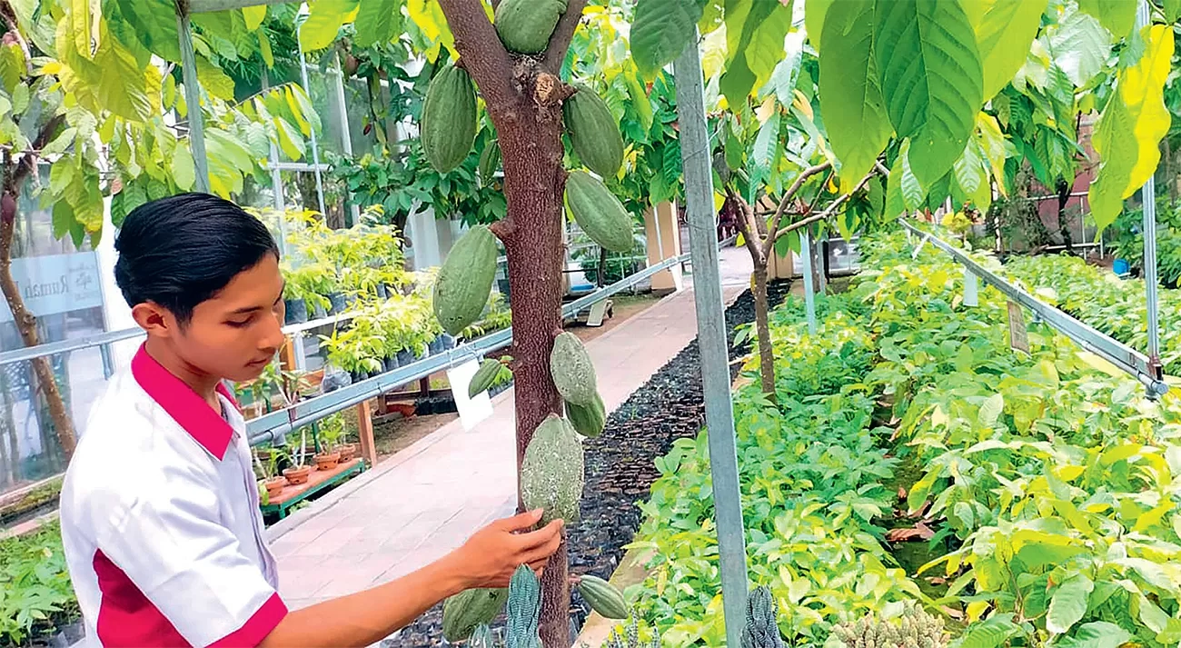 Melihat Budi Daya Kakao di Kampung Coklat: Pilih Pupuk Organik, Paparan Matahari Secukupnya