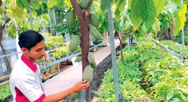 Melihat Budi Daya Kakao di Kampung Coklat: Pilih Pupuk Organik, Paparan Matahari Secukupnya