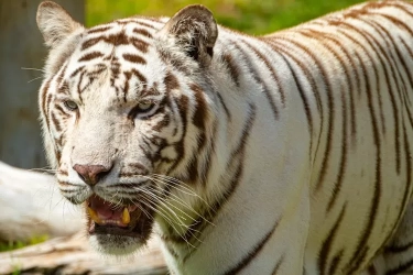 Misteri Pemilik Khodam Macan Putih: Ada Tanda di Telapak Tangan yang Mampu Menarik Energi Spiritual Besar