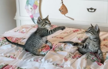 7 Manfaat Memelihara Kucing di Rumah, Dapat Membantu Memberikan Dukungan Emosional dan Menurunkan Stres