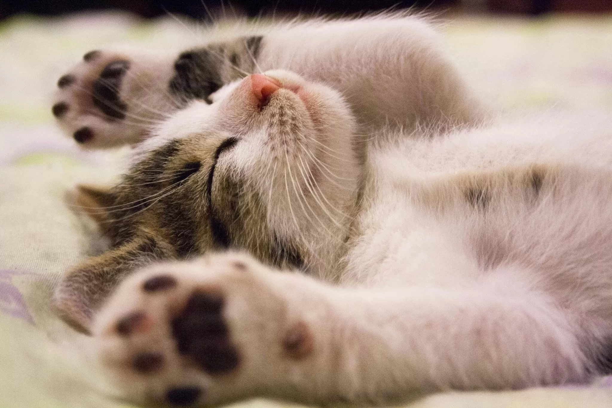 Rata-rata Tidur Selama 15 Jam Sehari, Apa yang Dimimpikan Kucing Saat Tidur? Cat Owner Wajib Tahu