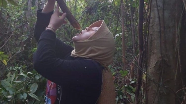 Akar Bajakah Asli Kalimantan jadi Warisan Alam Indonesia untuk Kesehatan