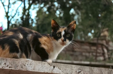 Pecinta Anabul Merapat, Ini 7 Tanda Bahwa Kamu Harus Bawa Kucing Kamu ke Dokter Hewan!