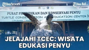 VIDEO Jelajahi TCEC Wisata Edukasi yang Membawa Lebih Dekat dengan Penyu: Tidak Dipungut Biaya