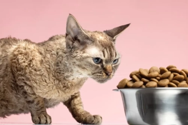 7 Rekomendasi Merk Makanan Kucing Kaya Nutrisi yang Sering Dijual di Pasaran