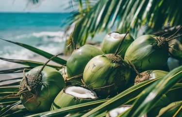 Catat! Berikut Manfaat Minum Air Kelapa untuk Kesehatan Tubuh yang Wajib Diketahui