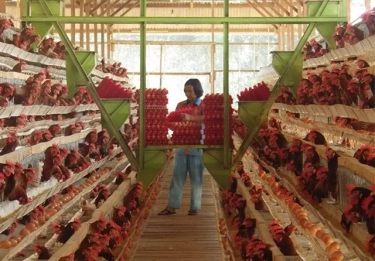 Panduan Dasar Beternak Unggas Bagi Pemula, Kenali Penyakit Umum dan Cara Mengobatinya