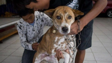 WHO: 71 Orang Indonesia Meninggal Karena Rabies, Vaksinasi Oral Sedang Diujicoba