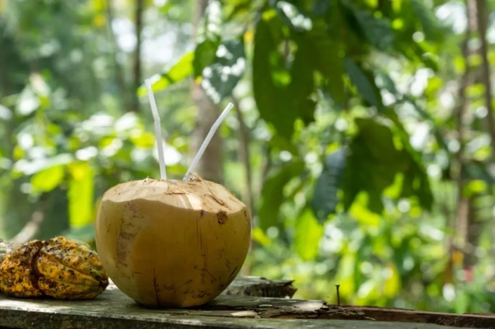 6 Manfaat Air Kelapa Bagi Kesehatan Tubuh, Baik Diminum Setelah Berolahraga