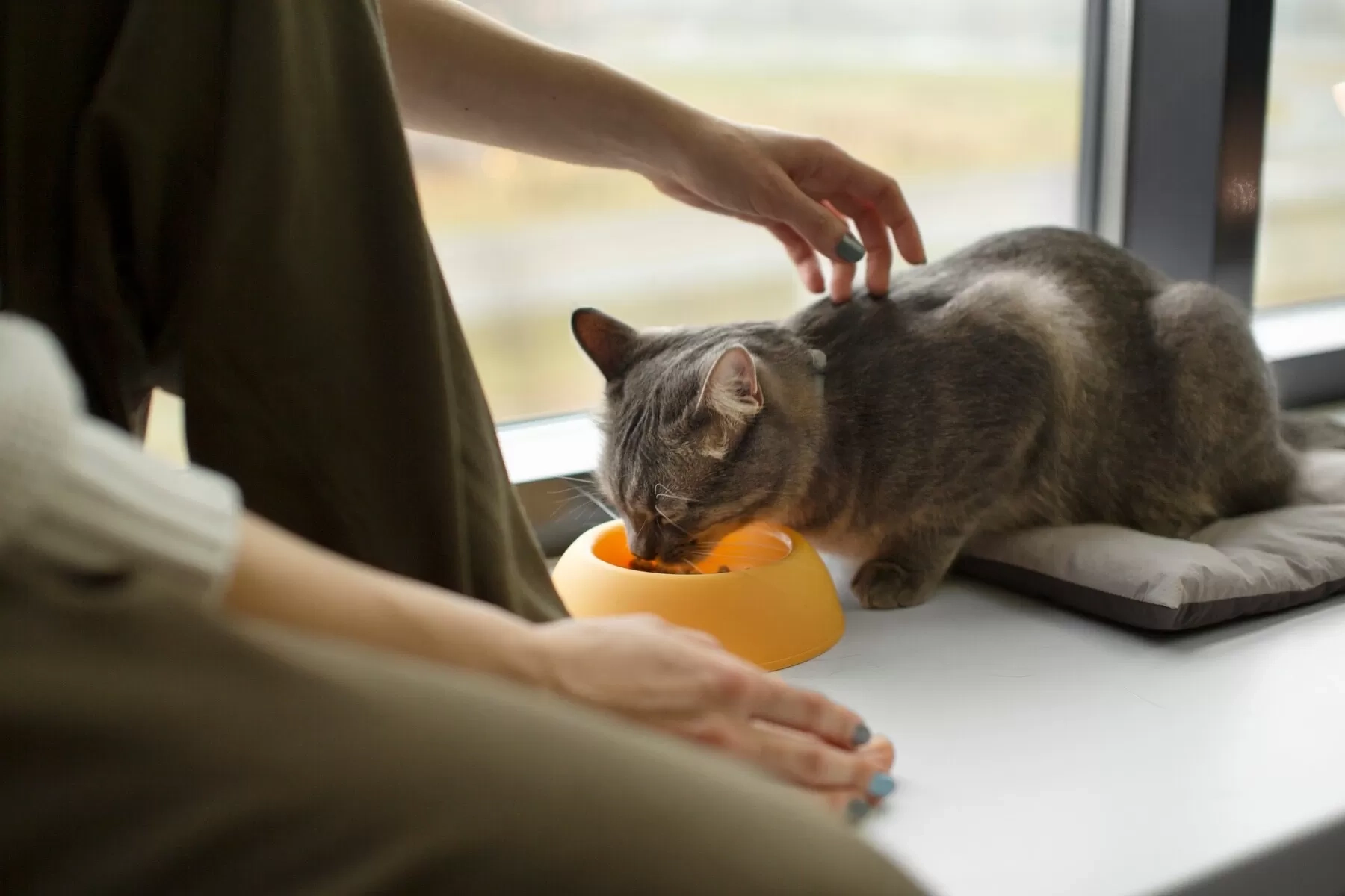 Deretan Makanan yang Tidak Boleh Dimakan Kucing, Bisa Menyebabkan Keracunan Ada Cokelat Hingga Anggur