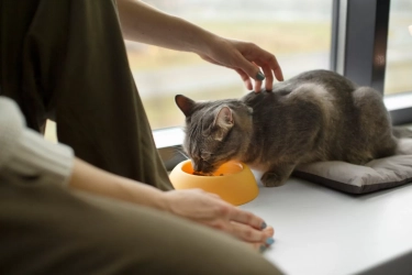 Deretan Makanan yang Tidak Boleh Dimakan Kucing, Bisa Menyebabkan Keracunan Ada Cokelat Hingga Anggur