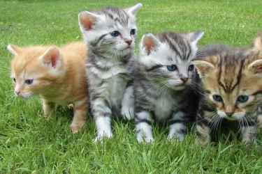 Bis Disebut Tidak Punya Tanggung Jawab dan Etika! Simak 5 Alasan Mengapa Tidak Boleh Menelantarkan Hewan Peliharaan