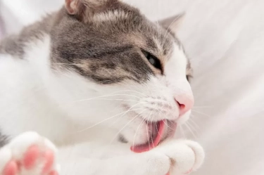 Alasan Mengapa Kucing Menjilati Anda Menurut Teori yang Diungkapkan para Ilmuwan, Ternyata Memiliki Arti Ini