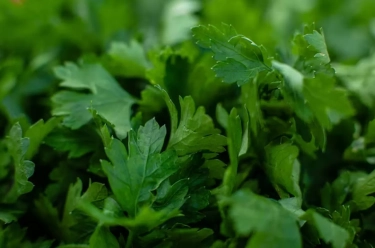 Khasiat Jitu dari Tanaman Mugwort untuk Kesehatan Kulit: Dari Obat Eczema dan Psoriasis hingga Jerawat