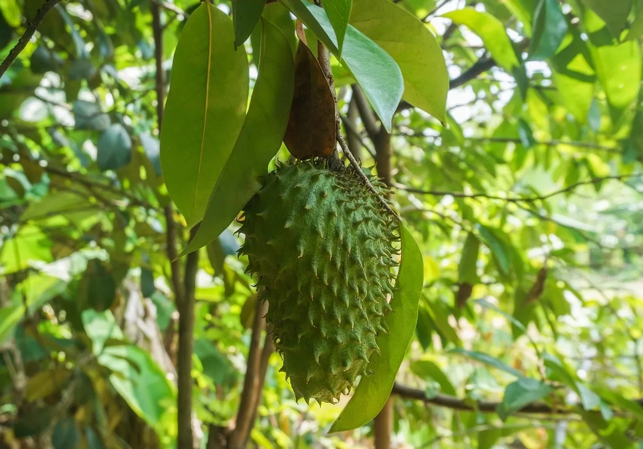Di Balik Manfaat Daun Sirsak, Benarkah Bisa untuk Pengobatan Penyakit Kanker? Cek Faktanya!