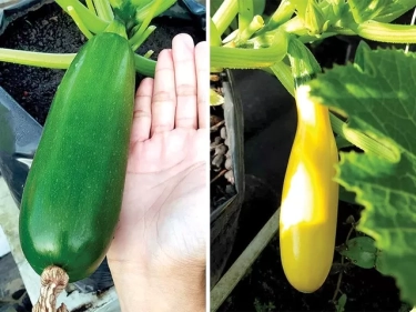 Mirip Tapi Bukan Timun! Kenali Sayuran Zucchini yang Kaya Akan Vitamin A dan Vitamin C untuk Pencernaan