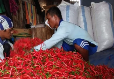 Pakai Sistem Budidaya Tersetruktur, Petani Cabai Bisa Raup Jutaan Rupiah