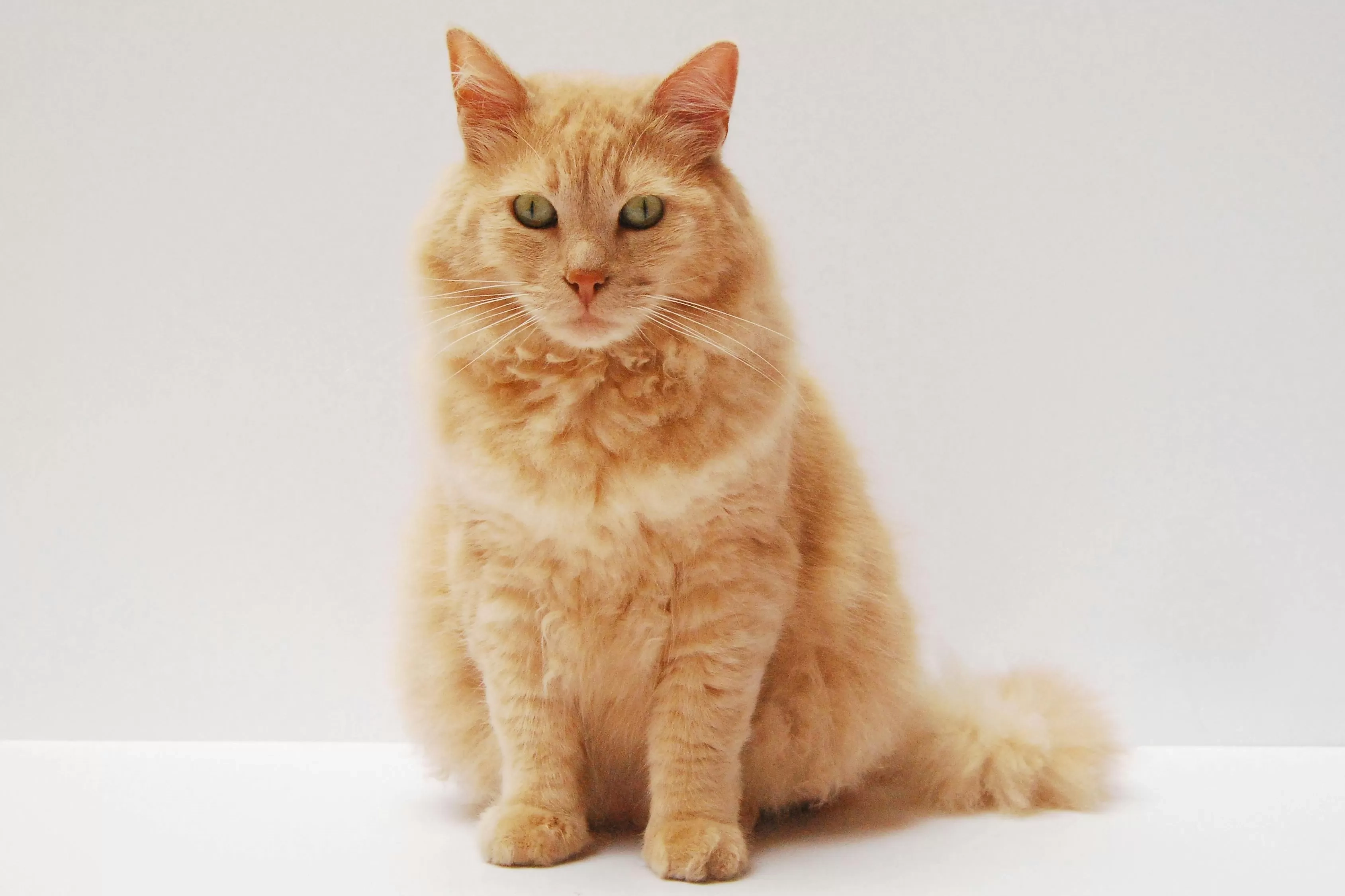 5 Ciri-ciri Kucing Kesepian yang Perlu Diketahui agar Tidak Stres, Bisa jadi Tanda Butuh Teman Baru