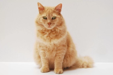 5 Ciri-ciri Kucing Kesepian yang Perlu Diketahui agar Tidak Stres, Bisa jadi Tanda Butuh Teman Baru