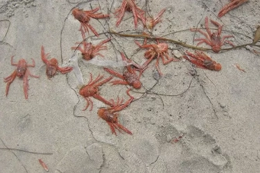 Polri Tangkap 4 Pelaku Penyelundupan 134 Ribu Baby Lobster di Banten, Kerugian Negara Rp 32,8 Miliar