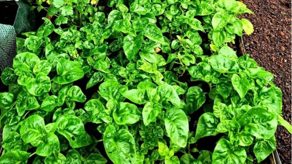 Daftar Sayur-sayuran Tinggi Protein, Dijamin Efektif Singkirkan Lemak Perut!