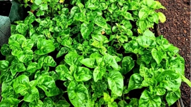 Daftar Sayur-sayuran Tinggi Protein, Dijamin Efektif Singkirkan Lemak Perut!