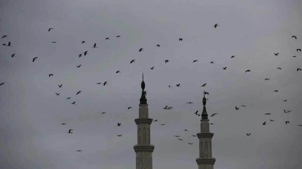 Burung Gereja dan Kupu-Kupu Ungu Besar Terancam Punah di Jepang
