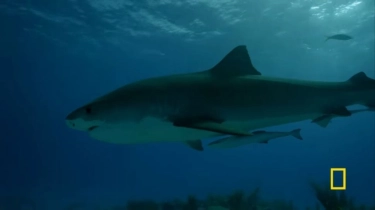 Terseret Ombak, Turis Amerika Diduga Dimangsa Hiu di Maluku