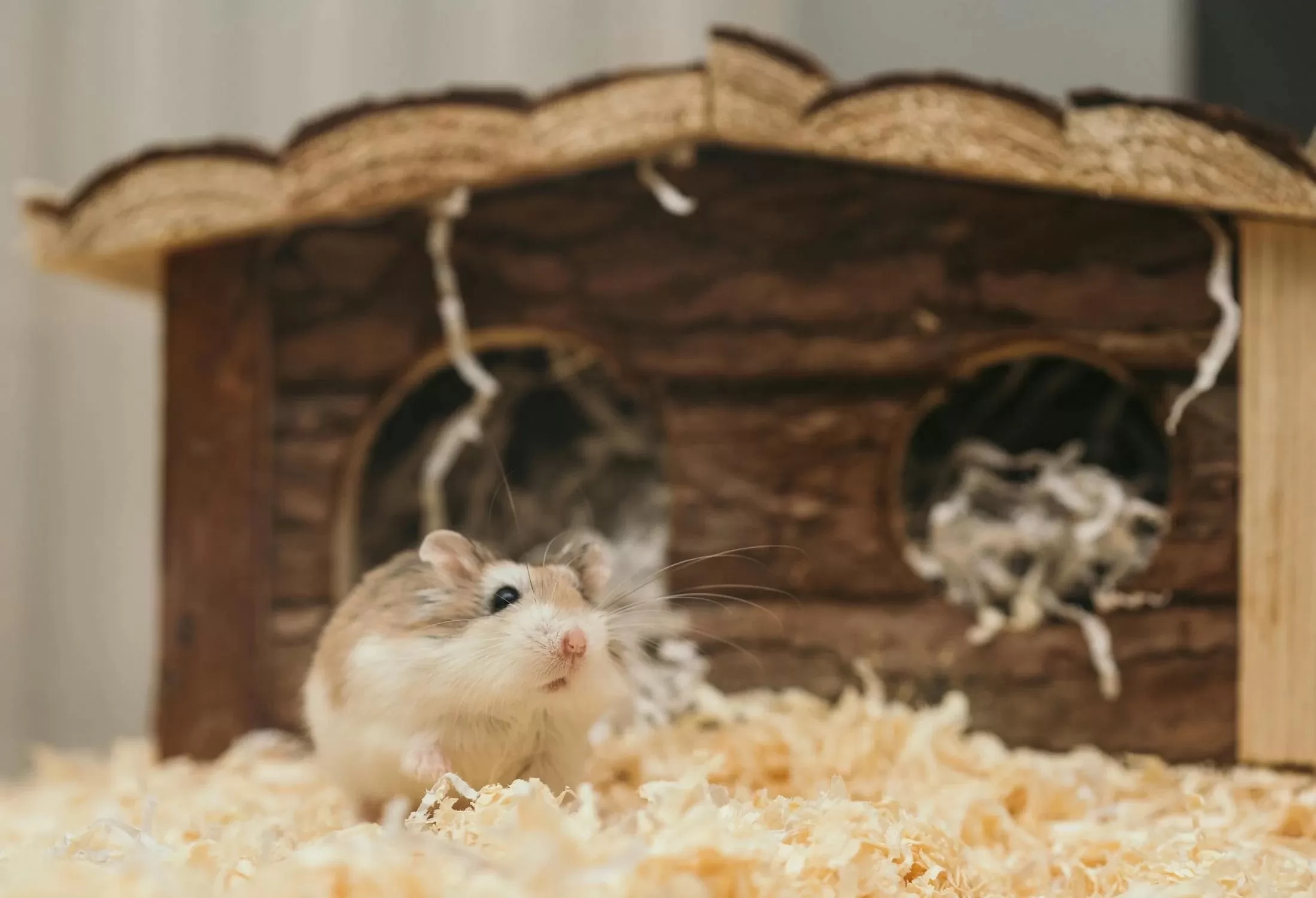 Berikut Tanda-tanda Hamster Sedang Hamil! Sifatnya Jadi Agresif Hingga Nafsu Makan Meningkat