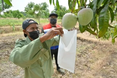 Taman Kehati dan Mangoes Center Kilang Balongan Tahan Efek Perubahan Iklim Sambil Berdayakan Masyarakat dan Rawat Keanekaragaman Hayati