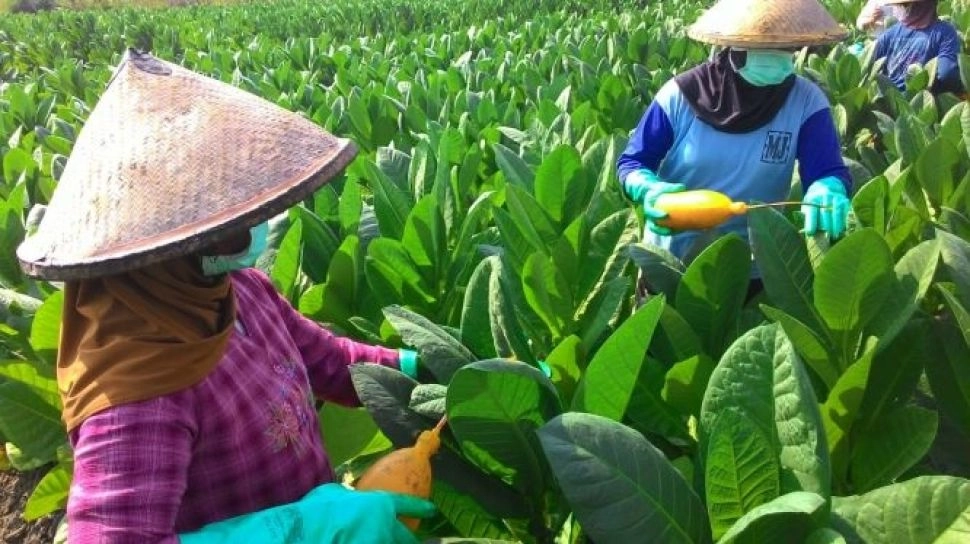 Petani Tembakau Terancam, HKTI Tolak Kebijakan Kemasan Rokok Polos
