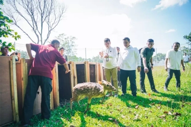 Ada Kawanan Rusa Totol Asal Istana Kepresidenan Bogor di Taman Cadika
